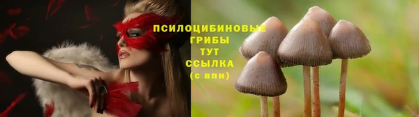 крисы Абаза